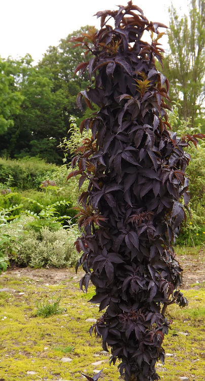 Šeivamedis juodauogis (Sambucus nigra) 'BLACK TOWER'®  